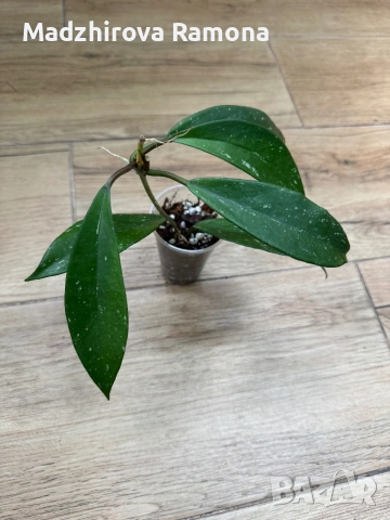 Hoya Pubicalyx black dragon .Pubicalyx pink silver , снимка 3 - Стайни растения - 54001843