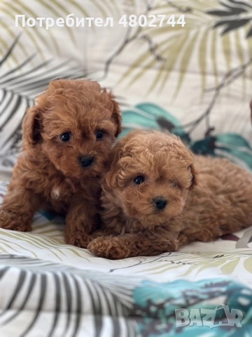 Продавам пудели