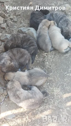Продавам тигрови кангали 