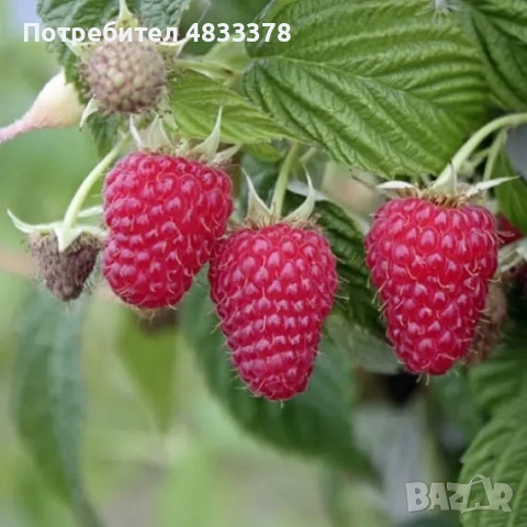 Целогодишен разсад малини Маравила, снимка 1 - Разсади - 54617625