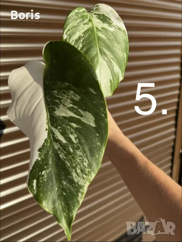 Monstera Albo Variegata (Монстера Албо Вариегата), снимка 7 - Стайни растения - 54804626