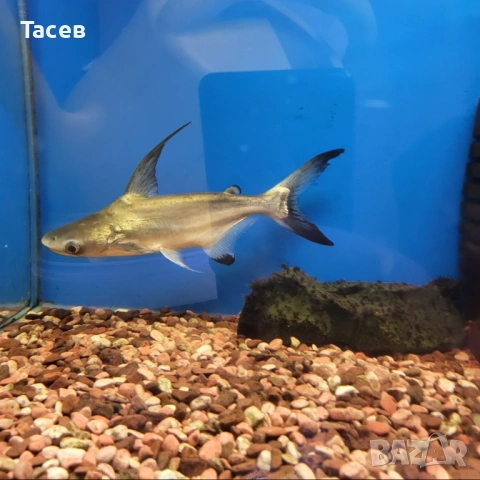 Акула чалънджер 12см