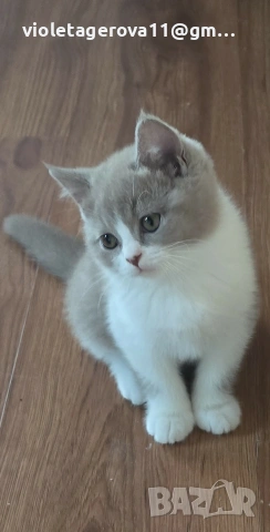 Британски котки 