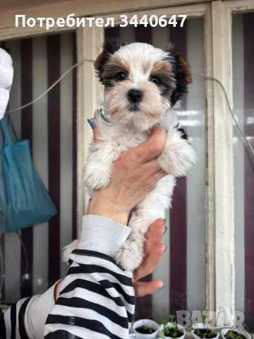 Женско и мъжко Бивър йорки, снимка 2 - Йоркширски териер - 53825786