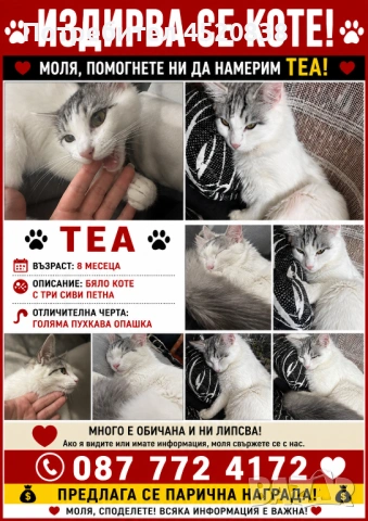Търсим откраднатата ни котка Теа , снимка 7 - За котки - 54454783