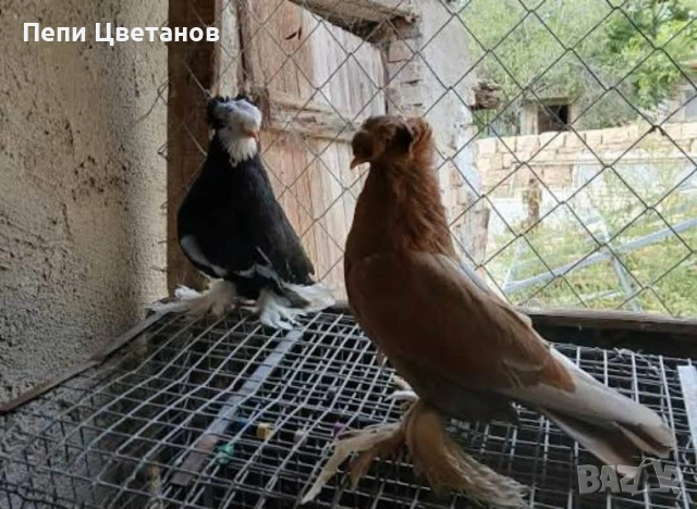 ГЪЛЪБИ    ГЪЛЪБ , снимка 2 - За птици - 55151458