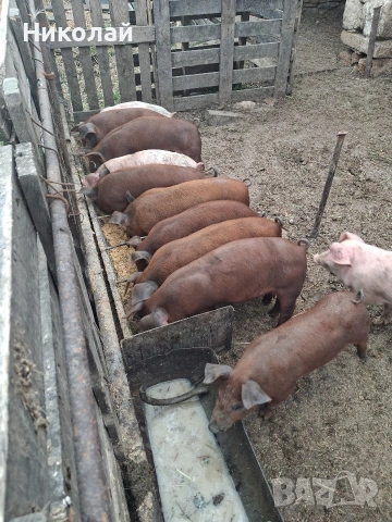 отбити прасенца , снимка 3 - Прасета - 54579182