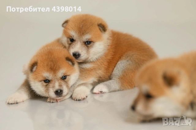 Кученца Акита Ину, снимка 2 - Акита - 54983175