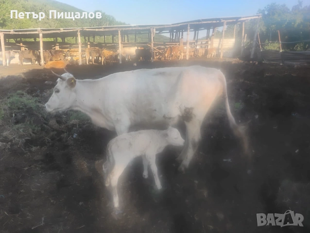 Крава с теле
