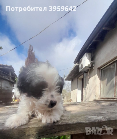 Малки болонки си търсят семейство, снимка 5 - Болонка - 54154849