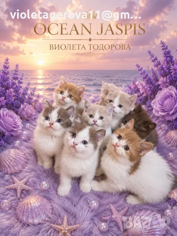 Британски котки , снимка 3 - Британска късокосместа - 55405306