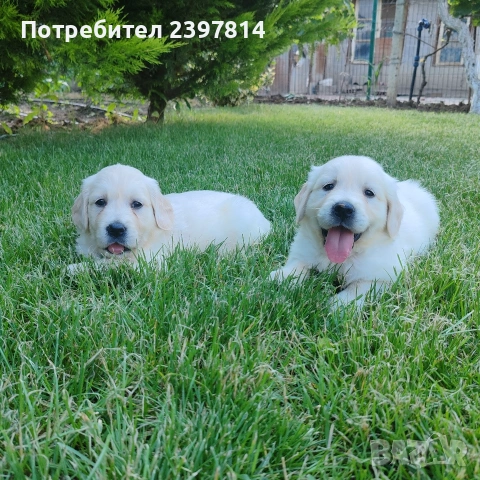 Голдън ретривър , снимка 5 - Голдън ретривър - 55008971