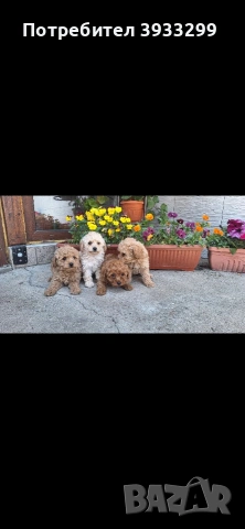 Той пудел Той пуделчета, снимка 6 - Пудели - 54361504