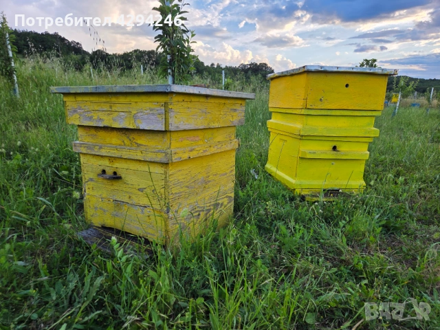 Продажба на пчелни кошери, снимка 2 - За пчели - 54919212