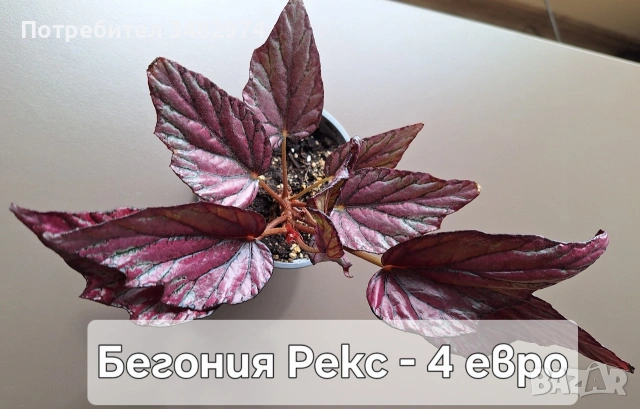Предлагам стайни растения, снимка 3 - Стайни растения - 54893019