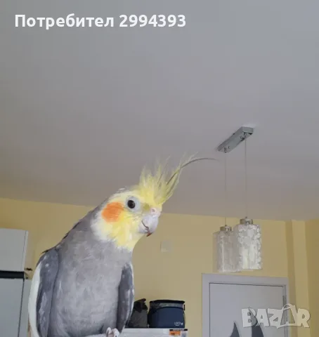 Папагал/ Мъжка корела, снимка 2 - Папагали - 55471973