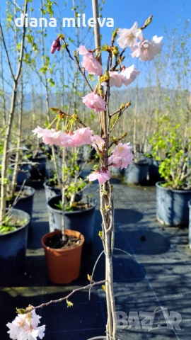 Японска Вишна, Prunus Accolade, снимка 8 - Градински цветя и растения - 54116099