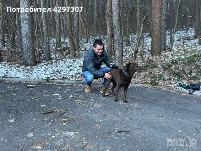 Разходки на кучета в София, снимка 2 - За кучета - 53950180