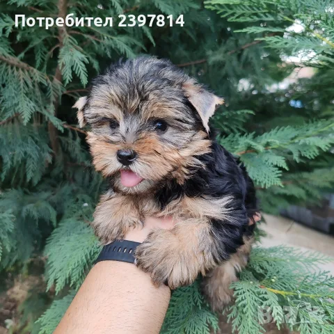 Йоркширски териер - мъжко, снимка 2 - Йоркширски териер - 55400408
