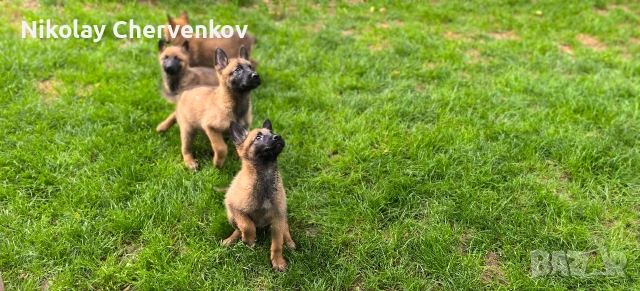 Малиноа , снимка 6 - Белгийска овчарка - 54886363