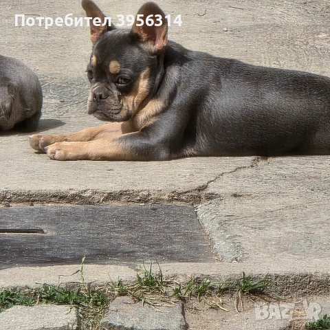 Френски булдог 🐾 , снимка 3 - Френски булдог - 55170602