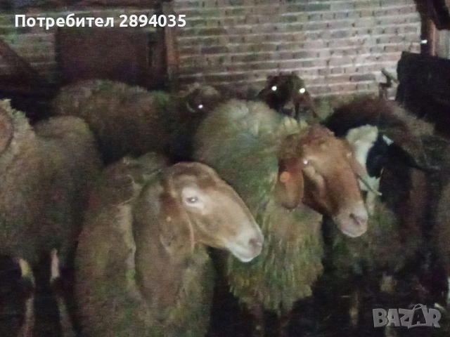 овце и кочове , снимка 2 - Овце - 54628048