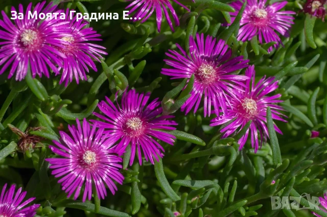 Делосперма - Почвопокривна и Каскадна , снимка 7 - Разсади - 54020837