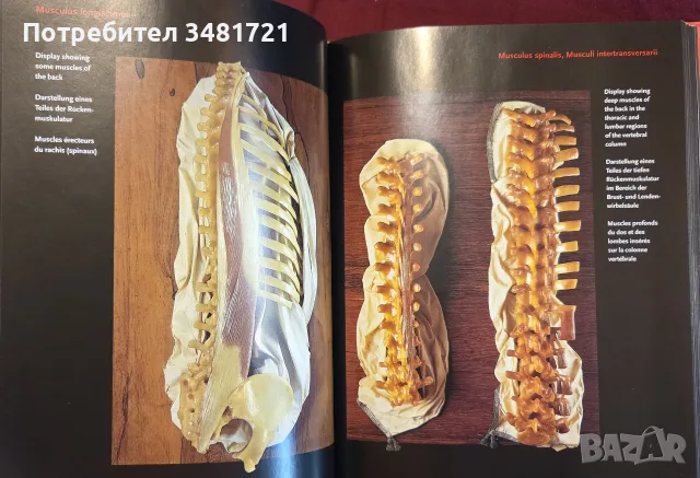 Encyclopaedia Аnatomica, снимка 8 - Специализирана литература - 55361424