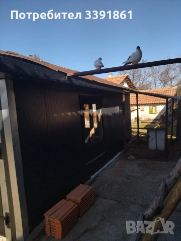 продавам млади гълъби кепета , снимка 2 - Гълъби - 54542721