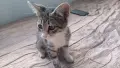 Подарявам добри котета,на добри хора., снимка 8
