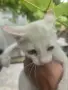 Котета търсят дом, снимка 1