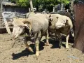 Продават се кочове, снимка 1