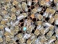 Пчелни майки от регистриран производител, снимка 3