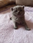 Британски котенца, снимка 5