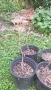 Продавам декоративно растение Китайски мехурник (Koelreuteria paniculata), снимка 6