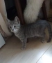 Подарявам котенце, снимка 2