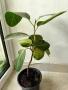 Фикус Ficus Benghalensis( бенгалски фикус ) , снимка 2