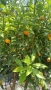  Кумкуат Arancio Citus Sinensis, снимка 5