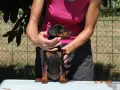 Миниатюрен Пинчер / zwergpinscher, снимка 6