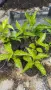 Пасифлора (Маракуя) – Passiflora edulis, снимка 5