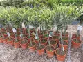 Olea europaea Topiary-Европейска маслина, снимка 1