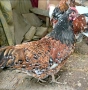 оплодени яйца от шведска цветна кокошка за люпене swedish flower hen, снимка 2