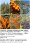ПЛОДНИ ХРАСТИ В КОНТЕЙНЕРИ, снимка 13