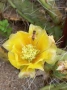 Opuntia engelmanni жълта големи растения, снимка 1