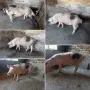 Продавам спрасна свиня , снимка 1