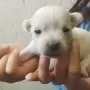 Кучета мини пинчери бели, снимка 3