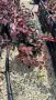 Лоропеталум Черна перла, Loropetalum Chinense Black Pearl, снимка 12