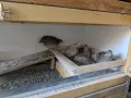 Пъдпъдъчи яйца за консумация или инкубация, снимка 15