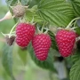 Целогодишен разсад малини Маравила, снимка 1