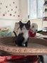 МЪЖКО КОТЕНЦЕ Търси дом, снимка 16